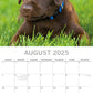 Labradors - 2025 Square Wall Calendar Dogs Pets Animals 16-Month Premium Planner